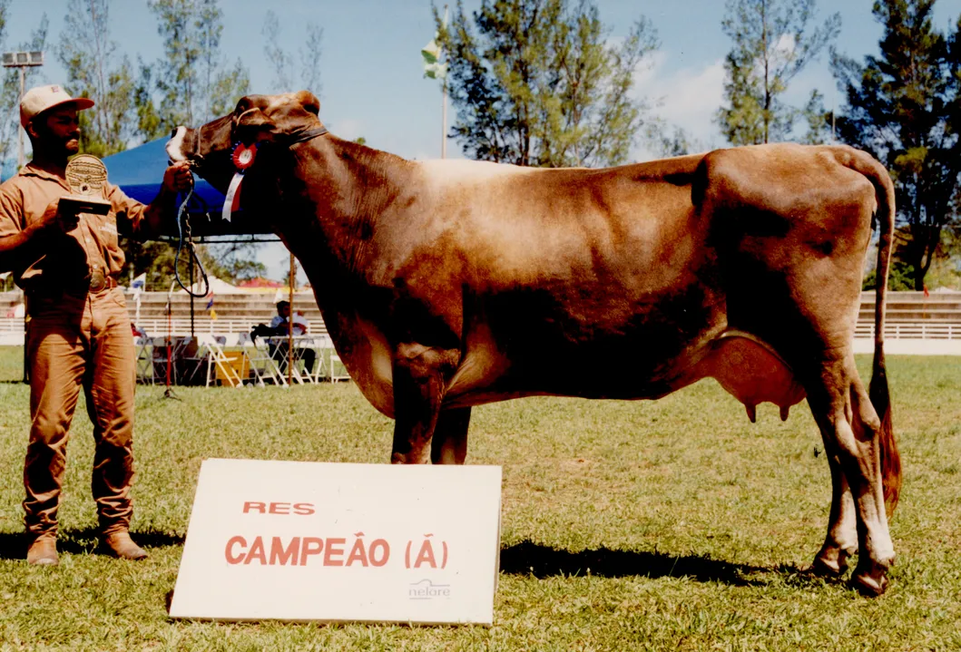 Exemplares premiados da pecuária do estado desfilam no palco da Fenagro