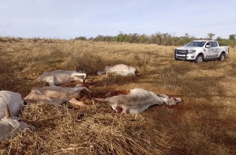 Imagem ilustrativa da imagem Fazendeiro é multado por deixar bois e vacas agonizando em pasto