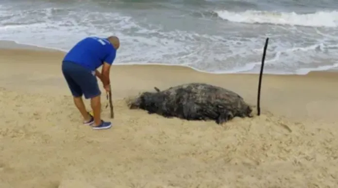 Homem interdita área da carcaça da baleia em Porto Seguro