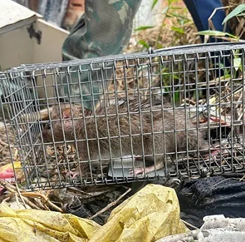 Pesquisadores instalaram armadilhas para coletar pequenos mamíferos na região onde ocorreu caso