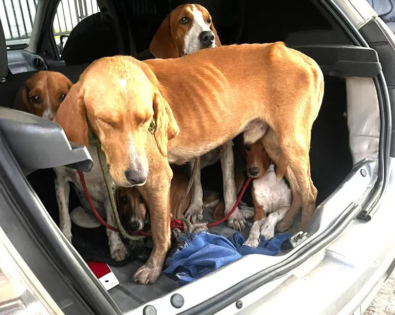 Animais estavam aglomerados em ambiente escuro, sem ventilação adequada