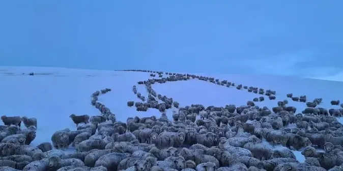 Imagem ilustrativa da imagem Frio extremo na Patagônia argentina congela animais