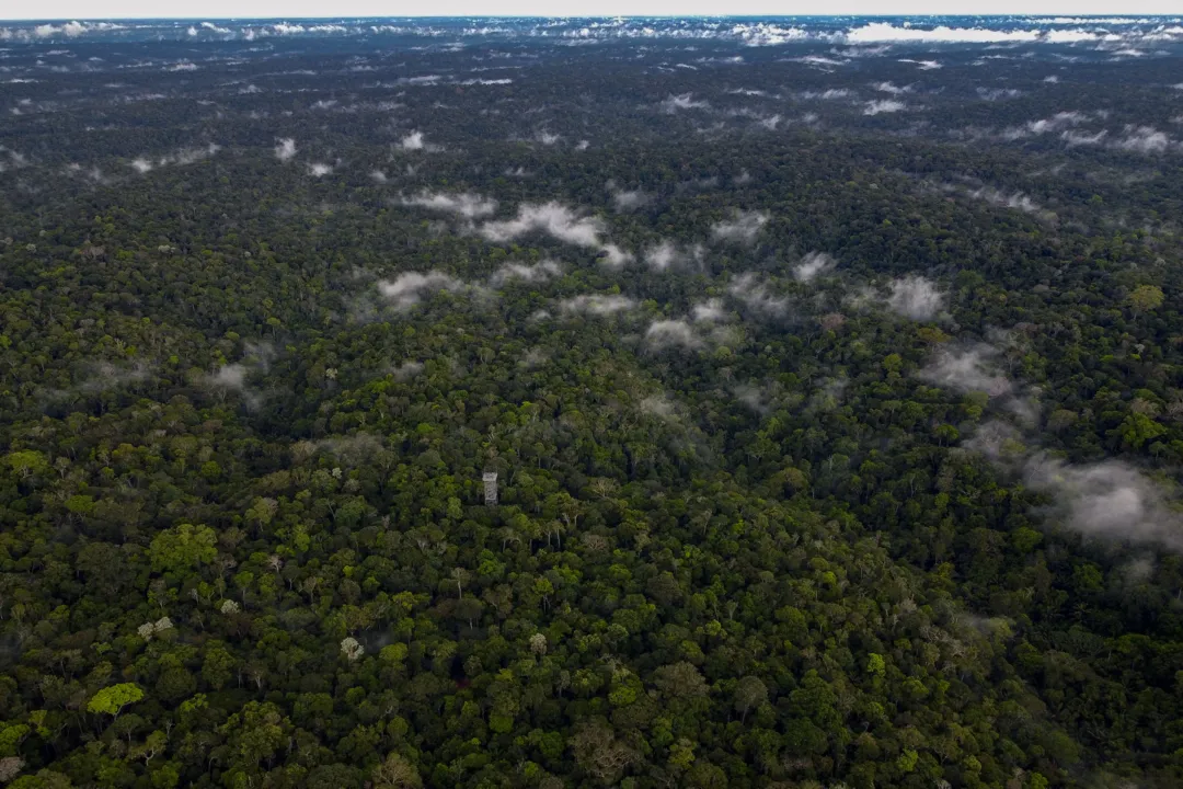 Desde a retomada do Fundo Amazônia, os novos contratos de doação somam aproximadamente R$ 1,4 bilhão