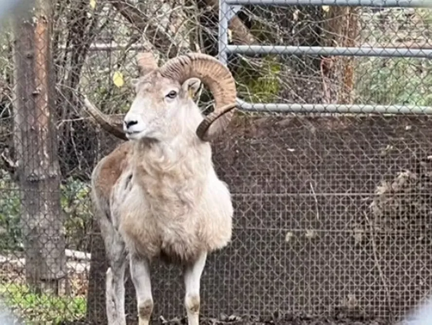 O pecuarista usou o sêmen de MMK para impregnar artificialmente em ovelhas