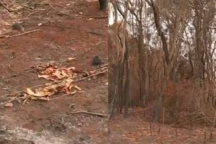 Imagem ilustrativa da imagem Incêndio em SP destrói plantação de café e causa prejuízo de 500 mil