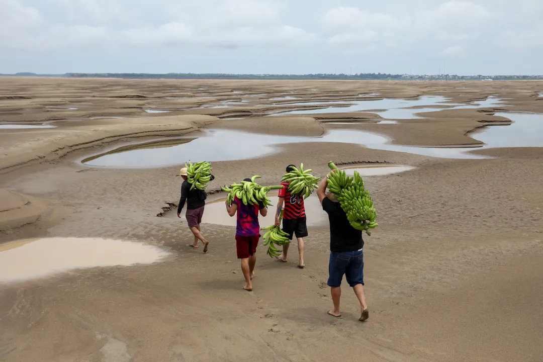 A savanização da Amazônia tem como principal causa o desmatamento, degradação e incêndios e pode atingir o ponto de não tem retorno