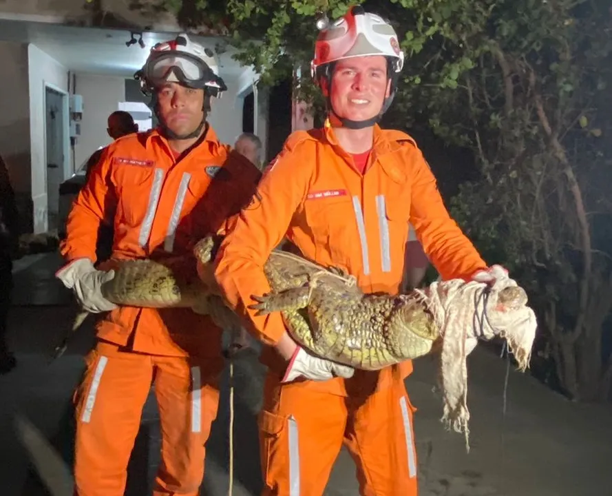 Para a captura, os bombeiros utilizaram técnicas e equipamentos apropriados