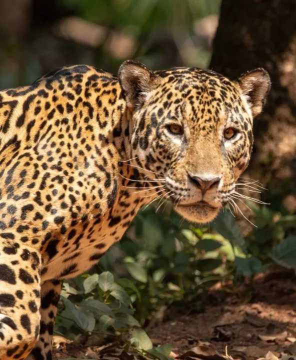 Imagem ilustrativa da imagem Onça-pintada Gaia morre em incêndios no Pantanal