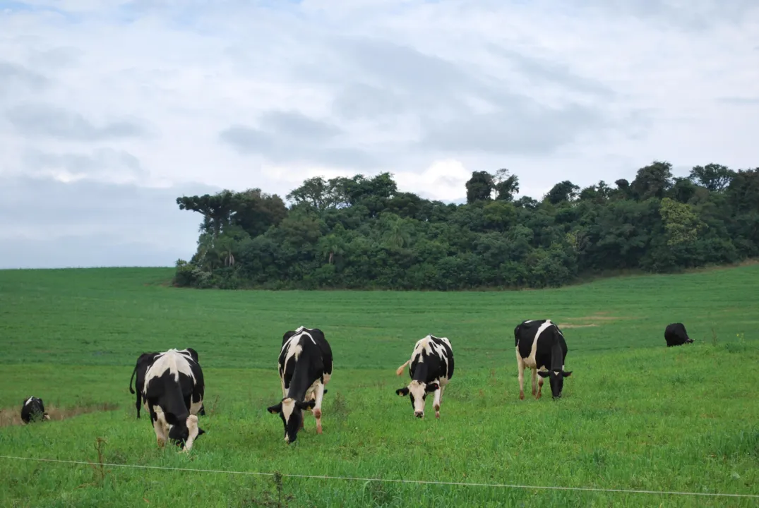 s chuvas podem favorecer o desenvolvimento do pasto