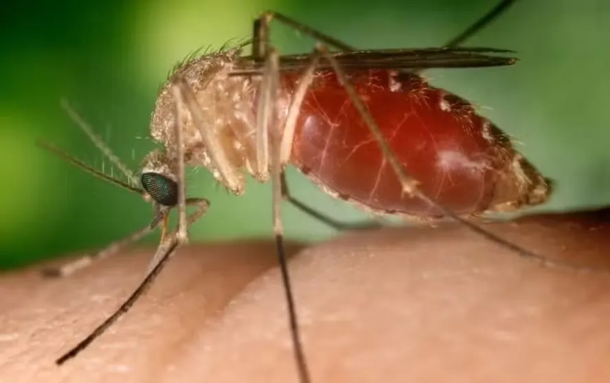 Mosquito maruim, responsável pelo contágio