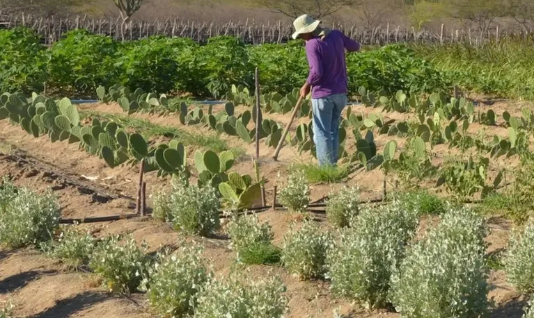 Imagem ilustrativa da imagem Agricultores são convocados para regularizar situação na Bahia