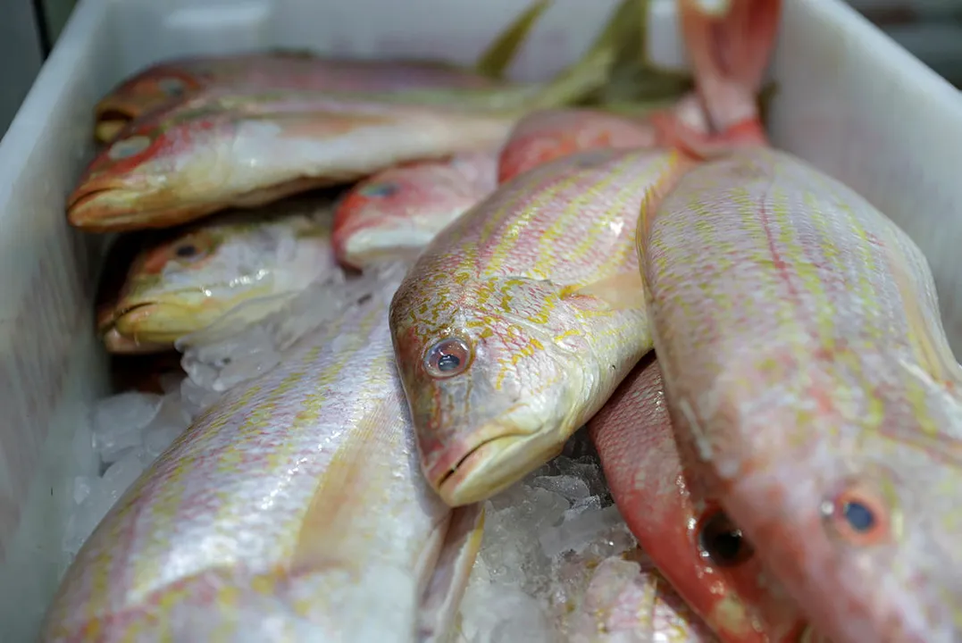 Campanha tem como objetivo estimular o consumo dos peixes, crustáceos, moluscos e outros animais aquáticos