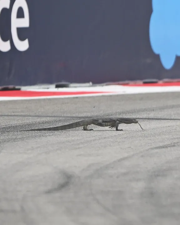 Lagarto foi espectador de luxo na pista do GP de Singapura de Fórmula 1