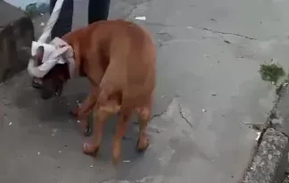 Imagem ilustrativa da imagem Vídeo: cachorro é baleado por agente da Guarda Municipal em Itapuã