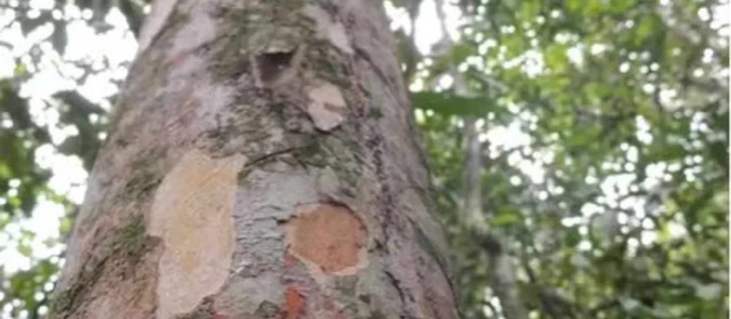 Imagem ilustrativa da imagem Árvore com apenas um exemplar no mundo é descoberta no Rio