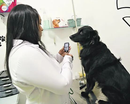 A endocrinologista veterinária Maiara Lima alerta para os sintomas do diabetes