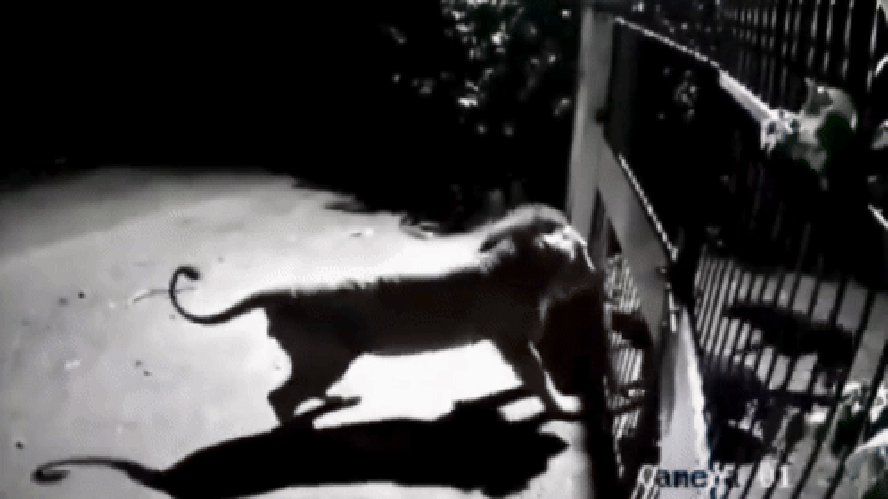 Imagem ilustrativa da imagem Cachorros não se intimidam e enfrentam dois leões; Veja vídeo