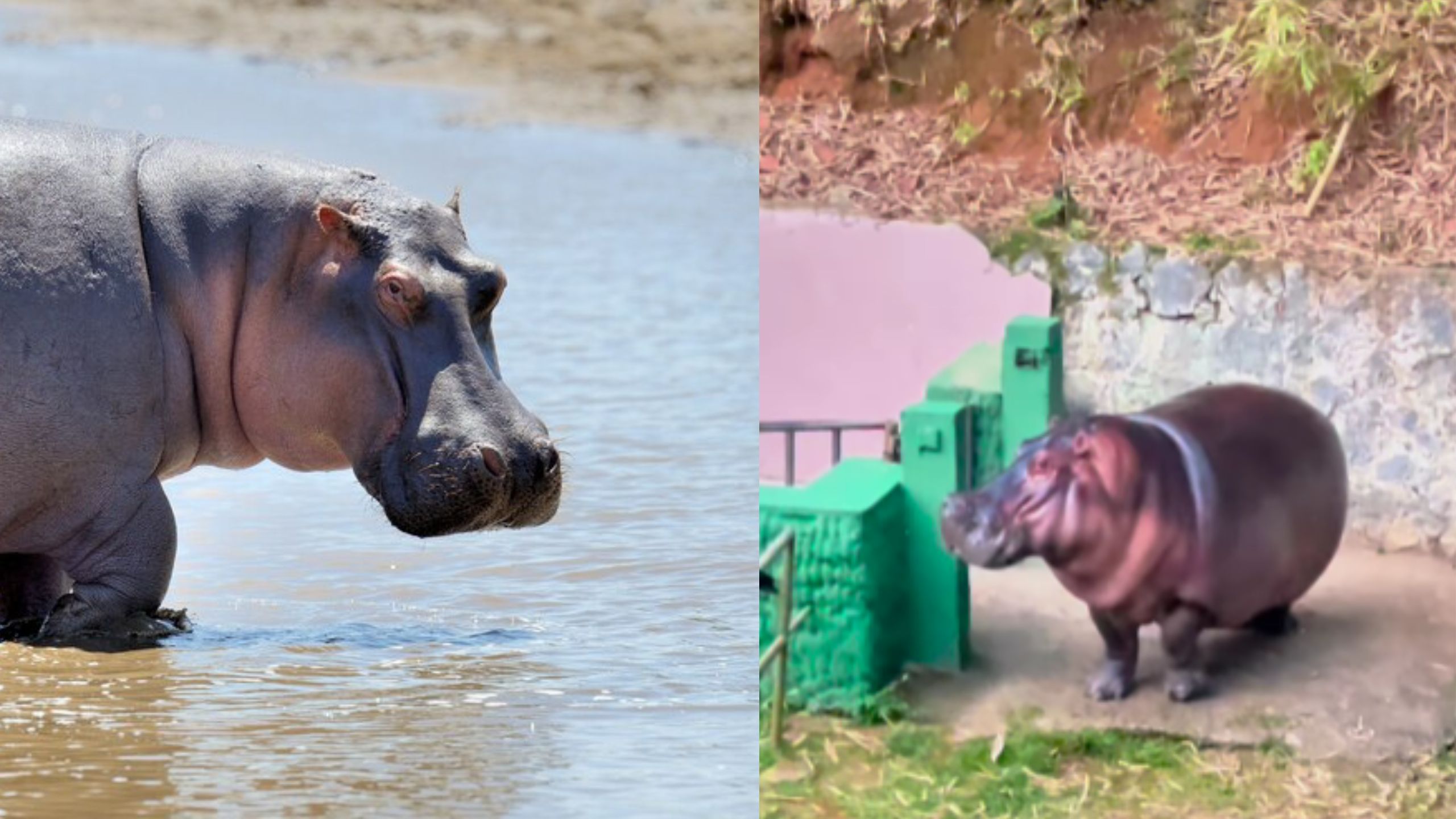 Zoológico de Salvador ganha novo hipopótamo; VÍDEO