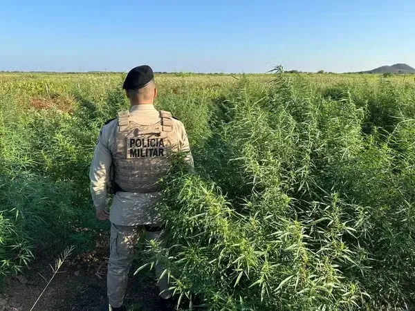 Plantio foi encontrado na localidade da Ilha do Serrotinho, Pilão Arcado