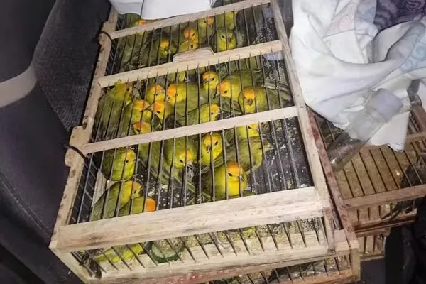 As aves estavam confinadas em apenas 19 gaiolas