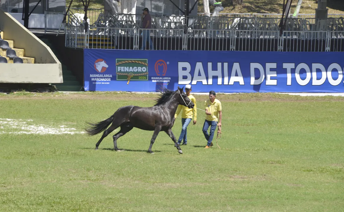 Cavalo em aquecimento na Fenagro 2024