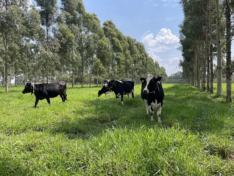 As práticas regenerativas, como  sistemas integrados de lavoura-pecuária, são adotadas por produtores baianos