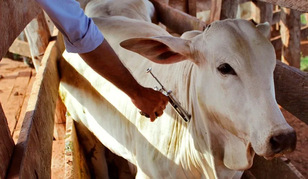 Para participar da exposição, o animal precisa seguir uma série de requisitos