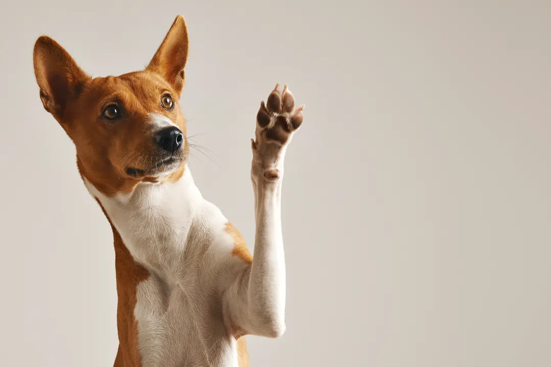 Imagem ilustrativa da imagem Nova lei que proíbe testes em animais livra bichos do sofrimento