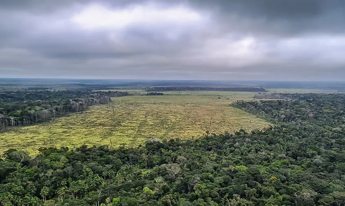 Apenas entre 2019 e 2024, o estado perdeu 1.826.643,90 hectares de vegetação nativa