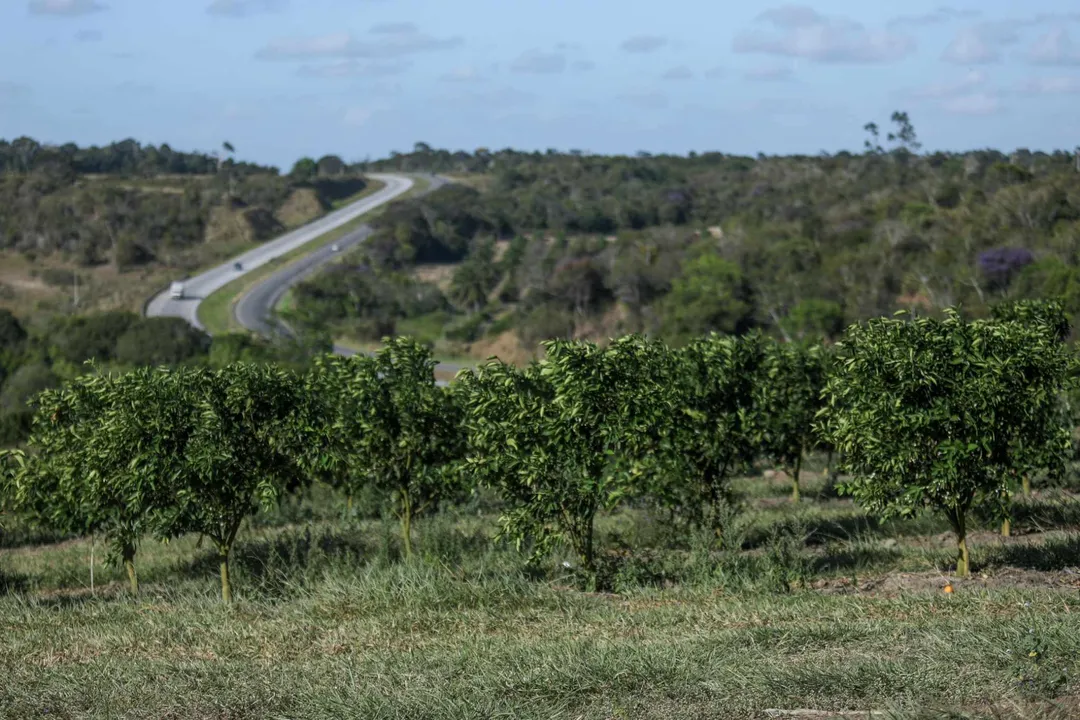 Rota da Laranja, nordeste baiano deixa a Bahia como maior produtor do Nordeste