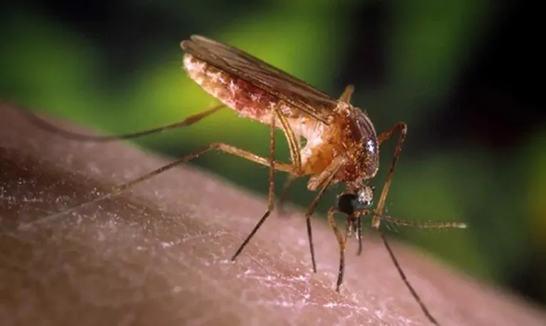 Elefantíase é causada por um verme e é transmitida pela picada do pernilongo