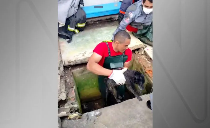 Equipes da Defesa Civil e dos Bombeiros fizeram o resgate