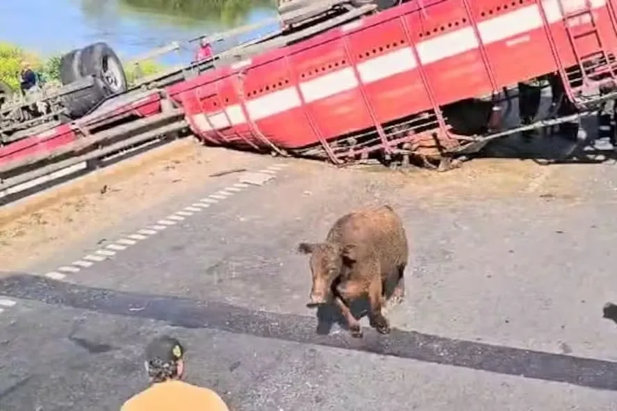 Imagem ilustrativa da imagem Caminhão com gado tomba em rodovia e animais são abatidos na via