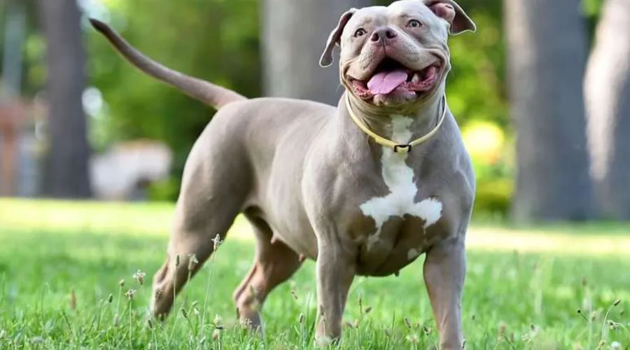 Cão era da raça American Bully