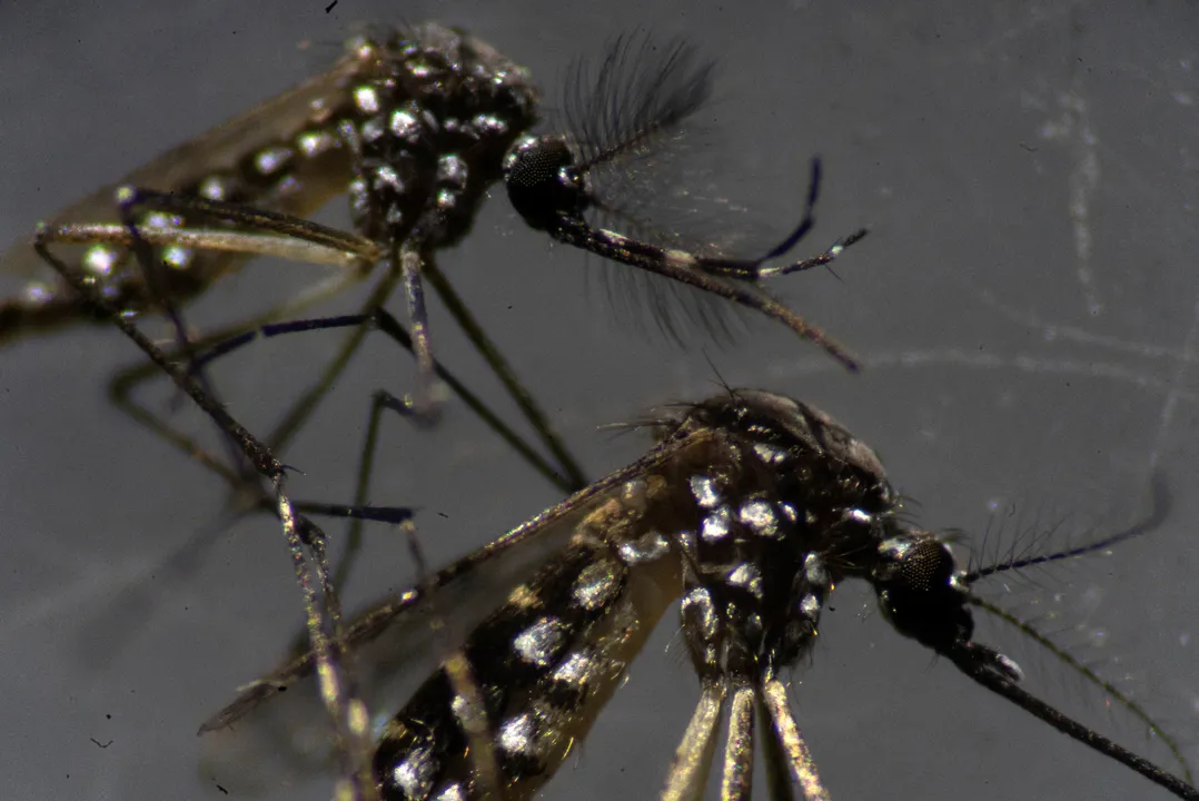 A chikungunya mata por causas diretamente relacionadas à infecção