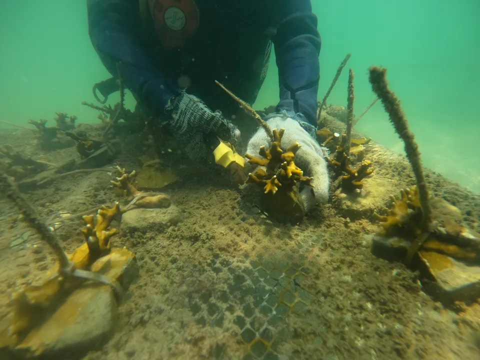 Projeto Mares organizou visita de jornalistas aos berçários para conhecer o processo de cultivo de corais nativos ameaçados de extinção