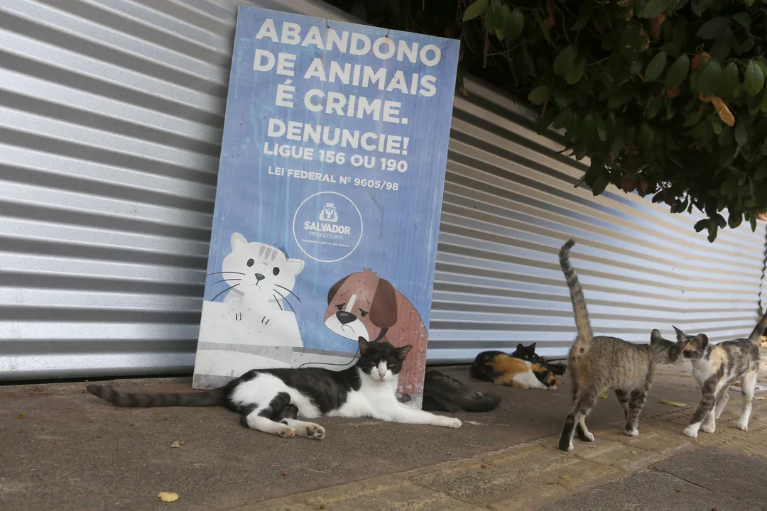 Gatos na parte externa da Colônia de Gatos