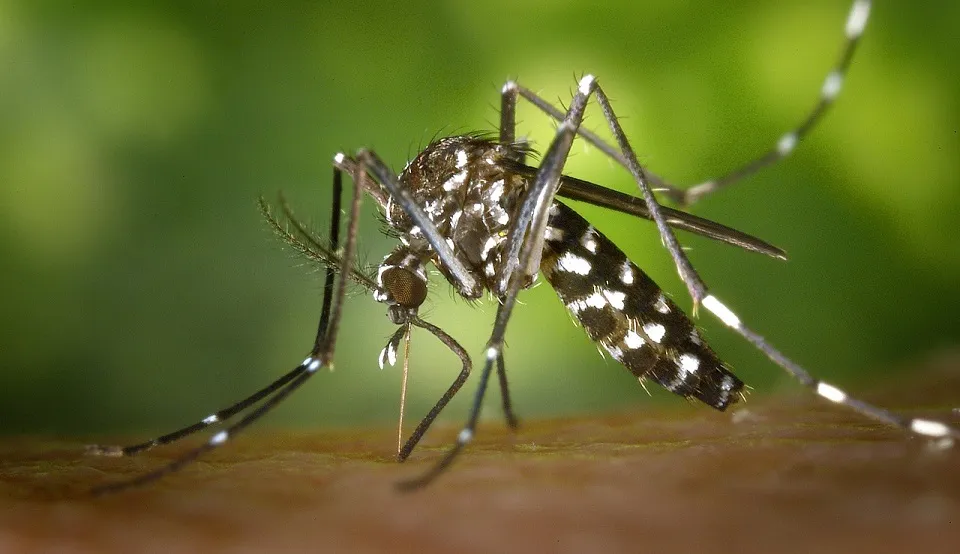 O mosquito Aedes aegypti