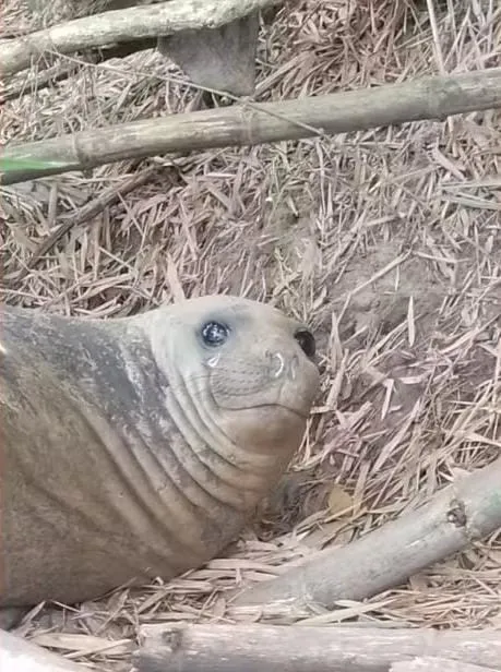 O animal segue sendo monitorado pelo Instituto Mamíferos Aquáticos (IMA)