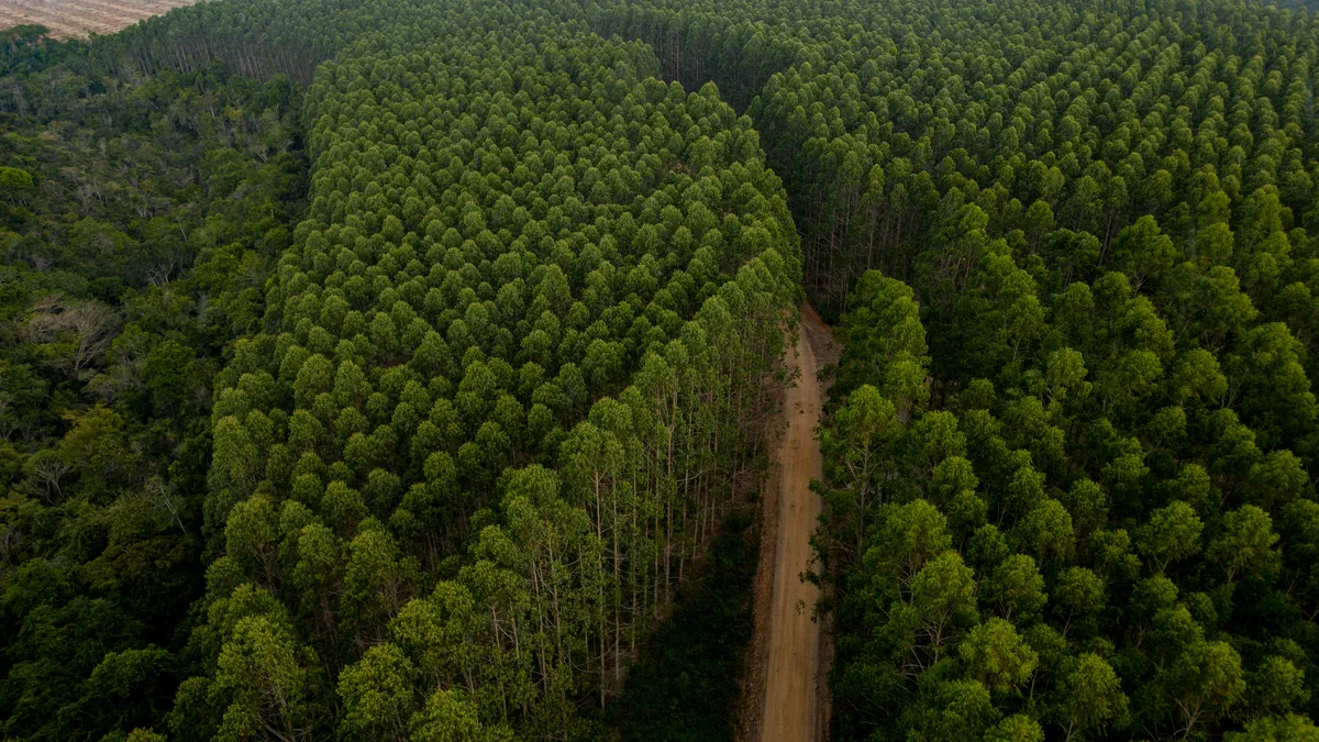 Mosaicos florestais mantém áreas preservadas envolta de plantio de eucalipto