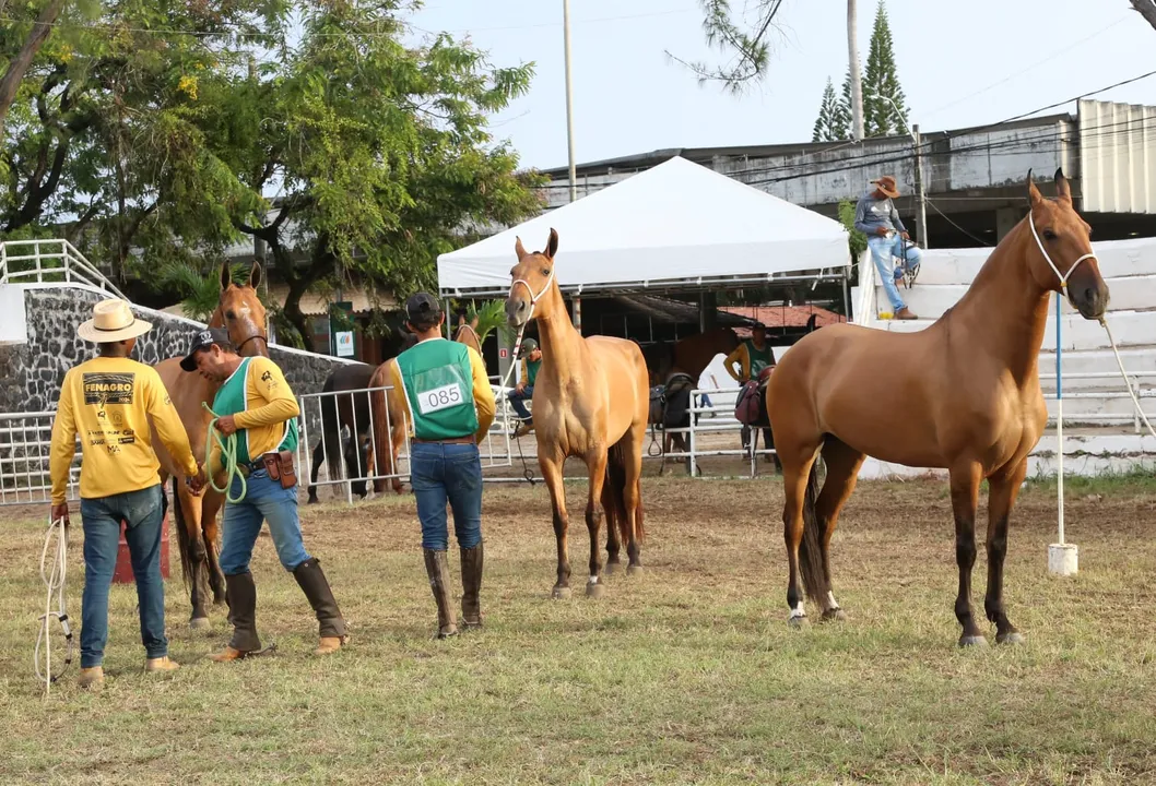 Apresentação da raça Campolina