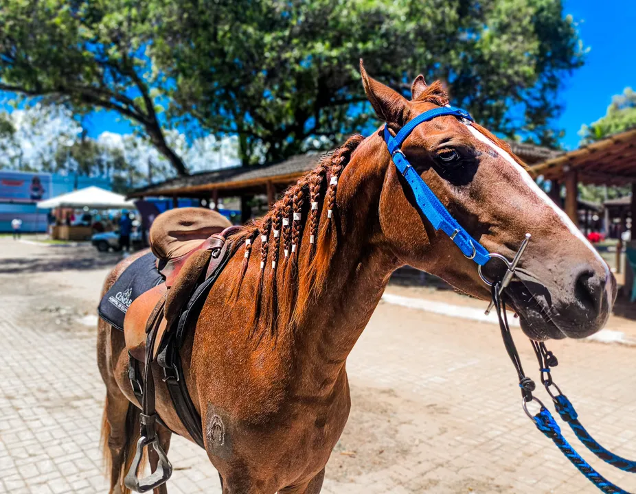 Tranças finas e grossas são a sensação entre os apresentadores e tratadores