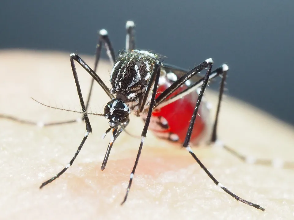 Mosquito Aedes 
aegypti é o transmissor das chamadas arboviroses