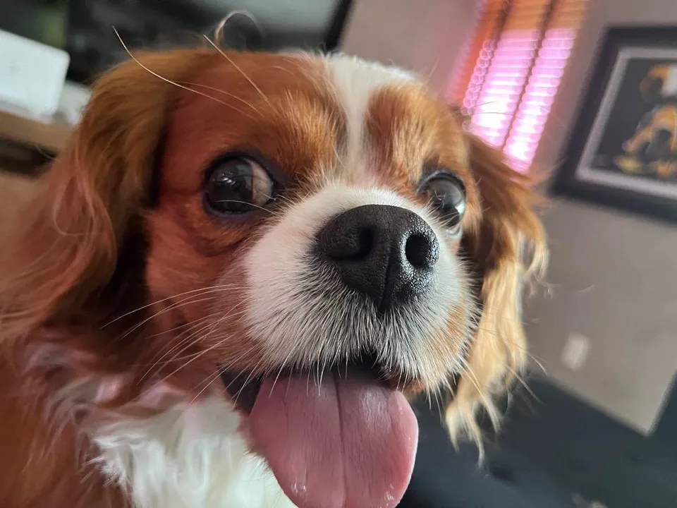 Lucky adora interagir quando ouve voz de bebê