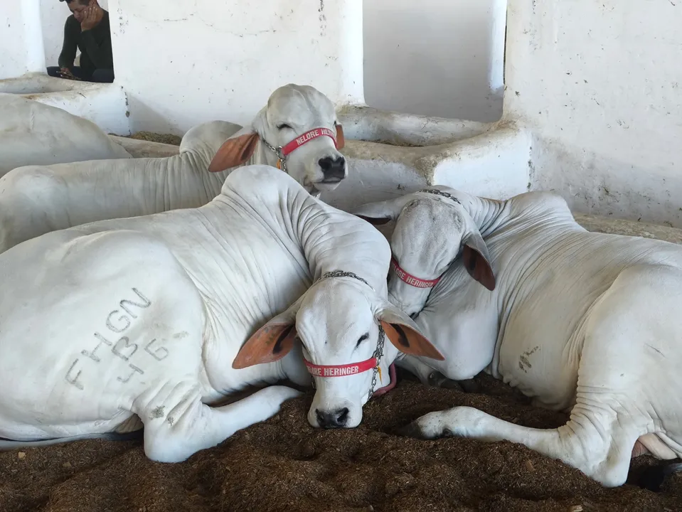 Imagem ilustrativa da imagem Família atípica curte animais da Fenagro: "Interação visual e de toque"