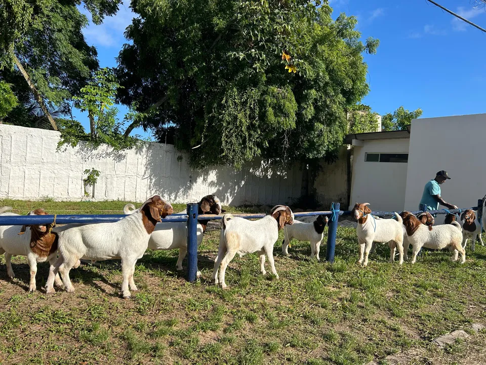 Animais chegam a ser avaliados em R$ 150 mil