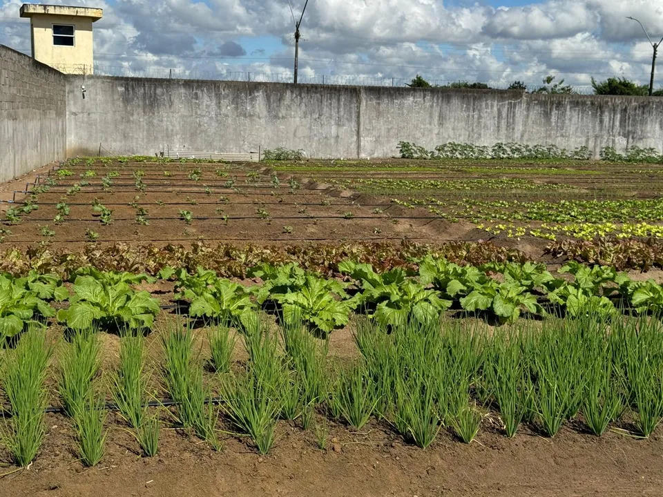 Entre os alimentos, a Seap levará a Fenagro, hortaliças oriundas do cultivo feito por custodiados dos Conjuntos Penais de Feira de Santana (CPFS) e de Lauro de Freitas (CPLF)