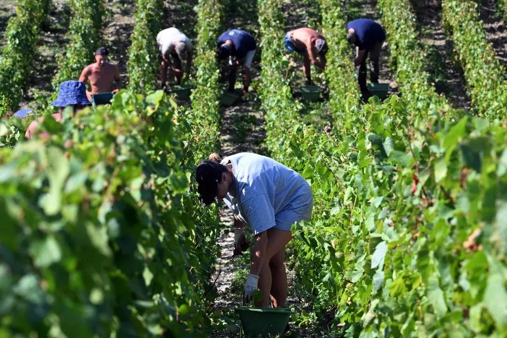 Com queda na demanda, França vai destruir vinhedos