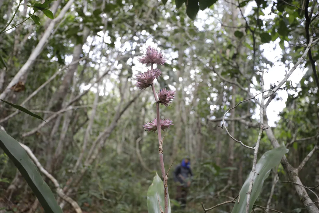 Reserva da Biosfera é um modelo internacional de gestão integrada