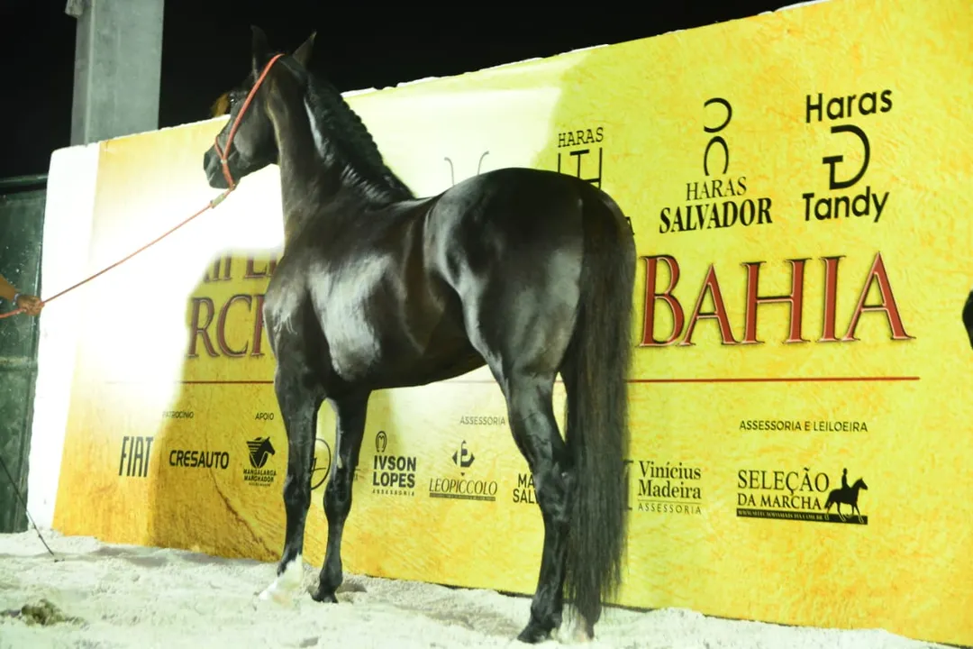 Leilão de Cavalo da raça Manga Larga Machador